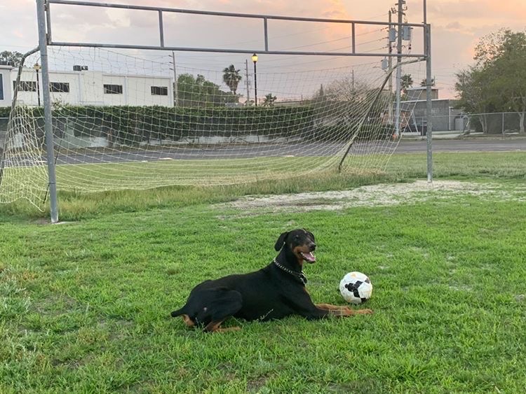 Maximus