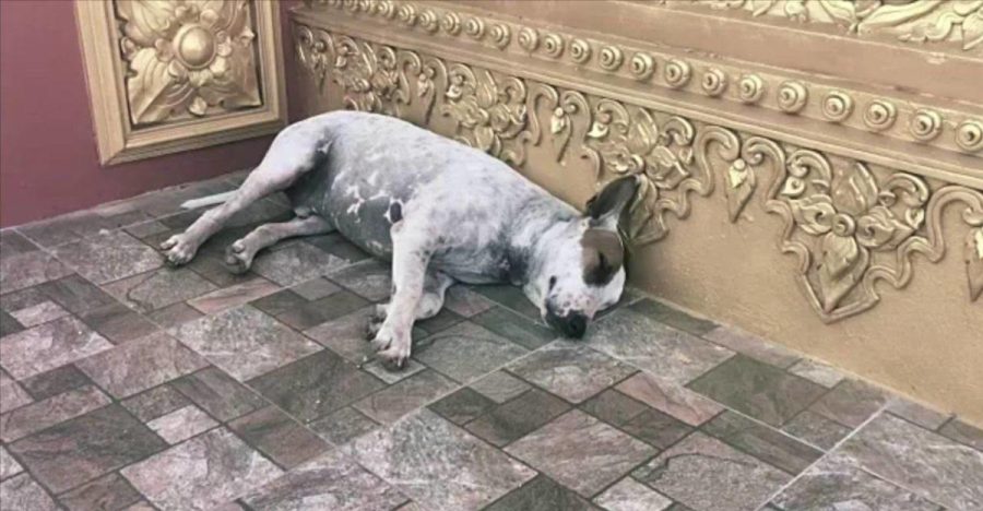 Sheltered Dog Waits to be Adopted (Photo courtesy of Creative Commons).