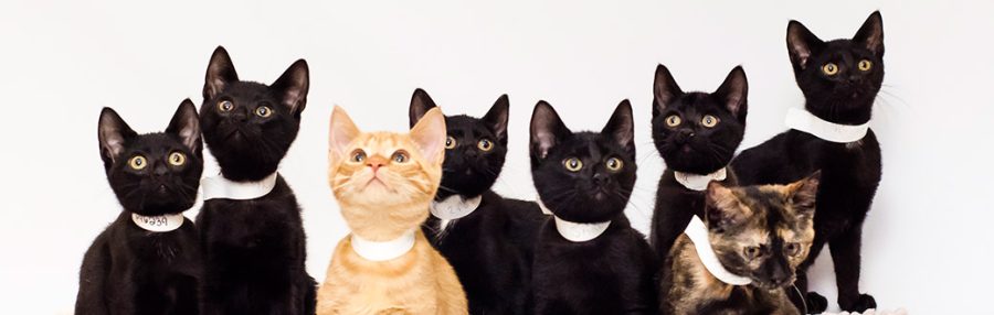 More than 3.2 million cats are brought into shelters every year (Photo curtesy of ASPCA)