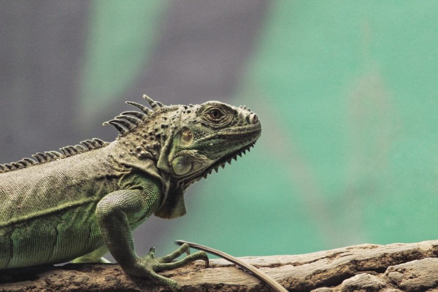 Falling Iguanas
